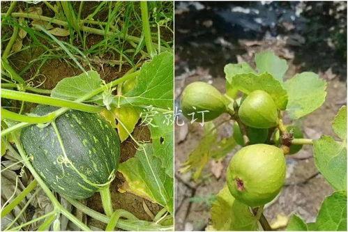 黑料吃瓜网apk普通安装 第3张 黑料吃瓜网apk普通安装 第3张