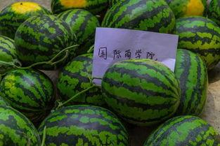 黑料吃瓜网apk普通安装 第2张 黑料吃瓜网apk普通安装 第2张